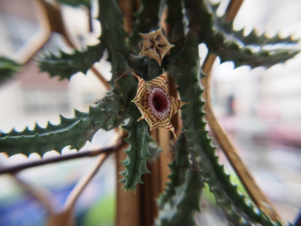 Huernia zebrina