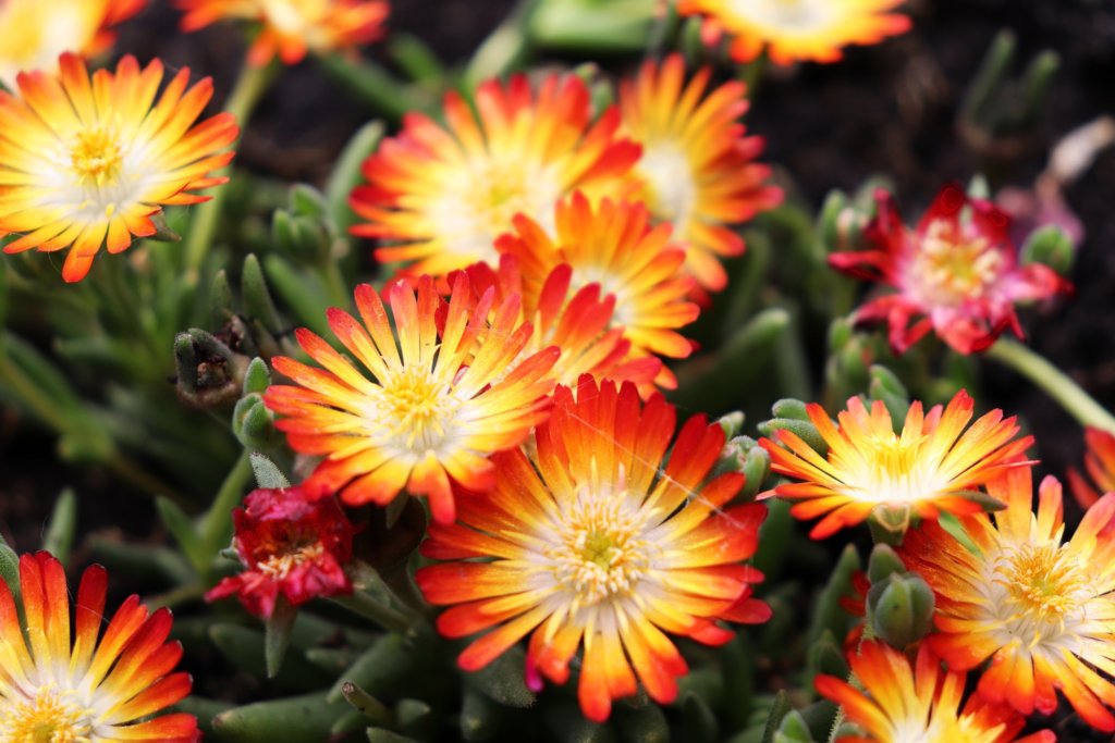 Ice Plant (Delosperma)
