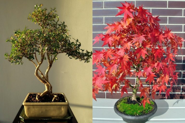 Indoor and Outdoor Bonsai