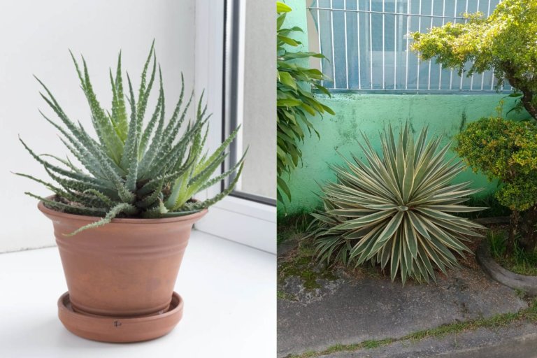 Indoor vs Outdoor Succulent