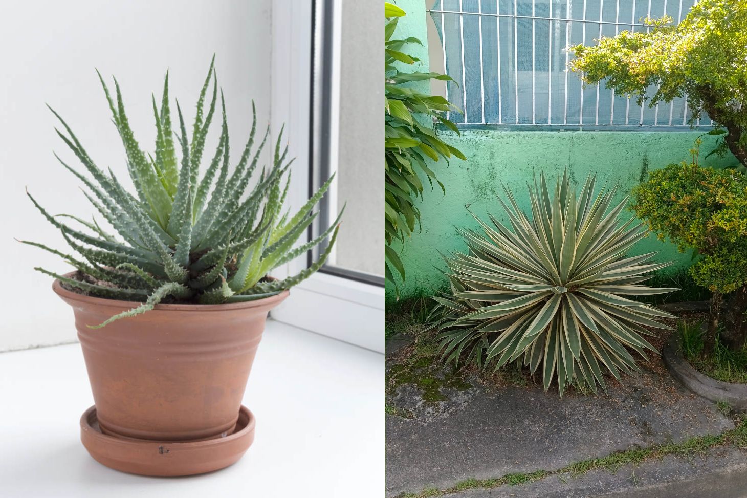 Indoor vs Outdoor Succulent