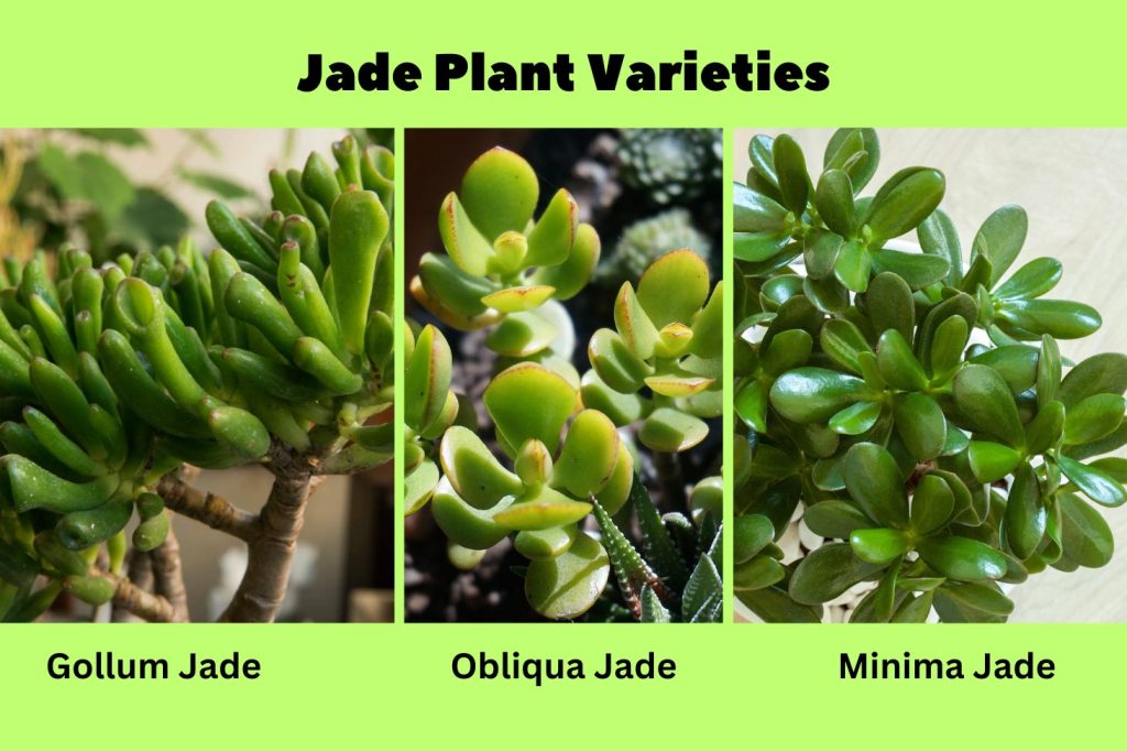 Jade Plant Varieties