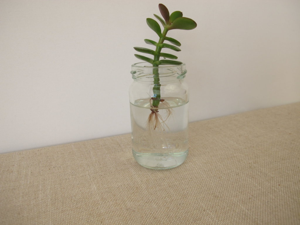 Jade Plant Water Propagation