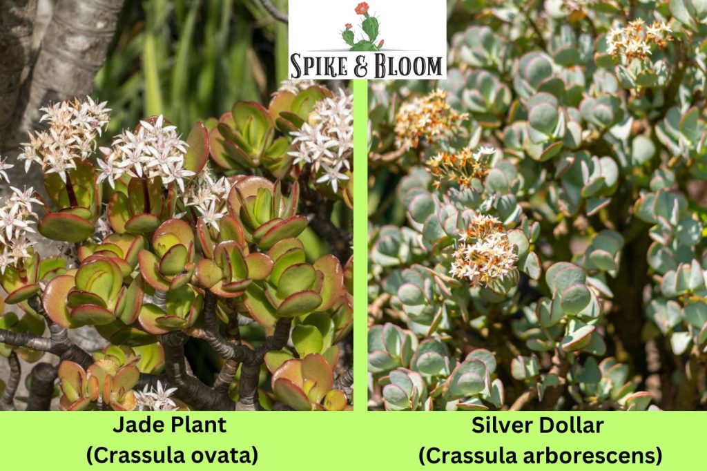 Jade Plant (Crassula ovata) and Silver Dollar (Crassula arborescens)