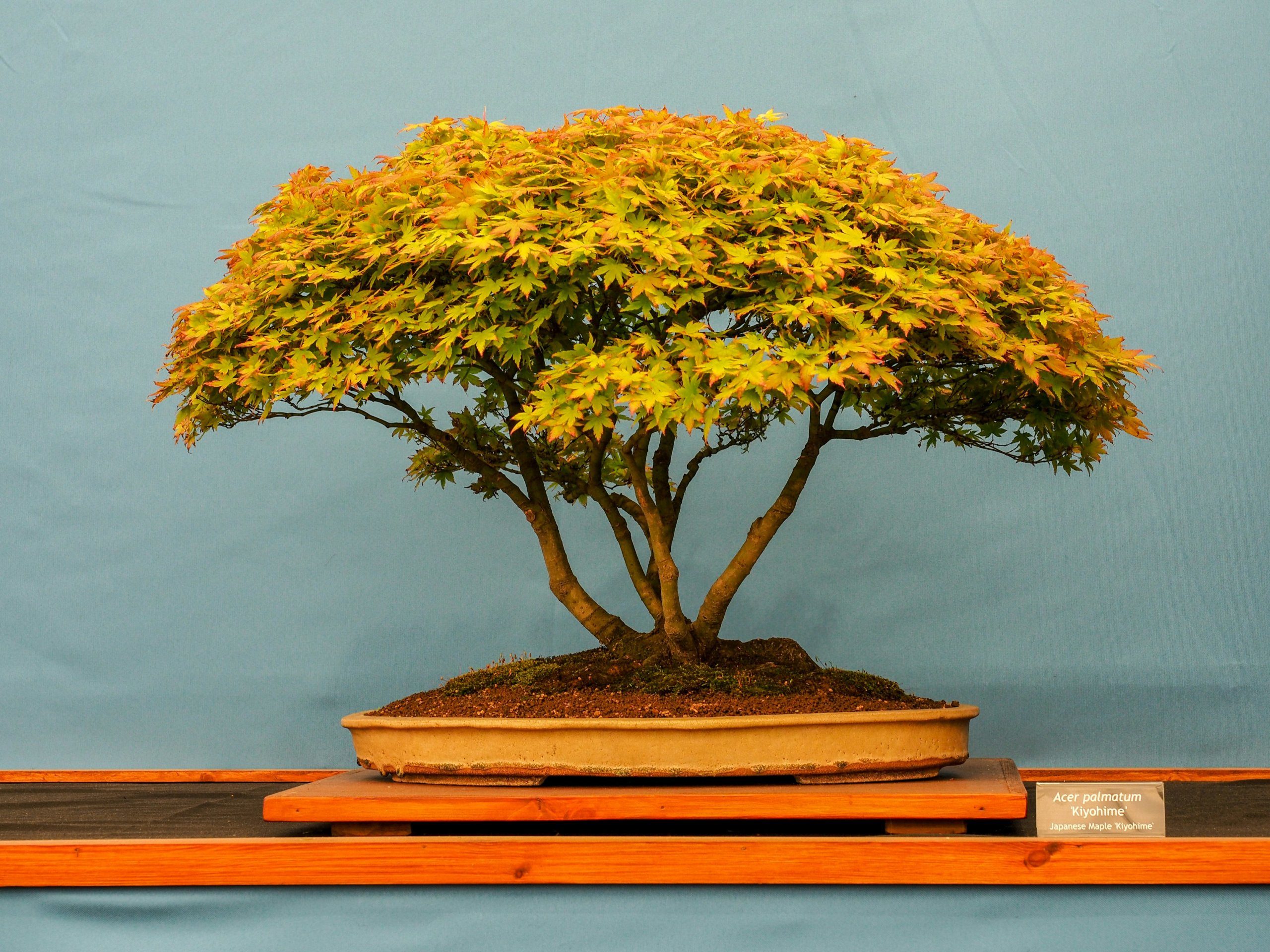 Japanese maple bonsai (acer palmatum)