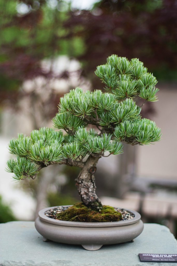 Japanese white pine bonsai