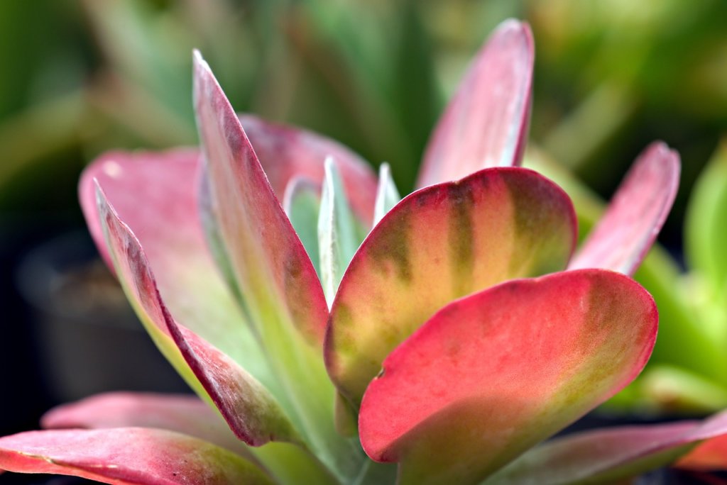 Kalanchoe 'Fantastic'