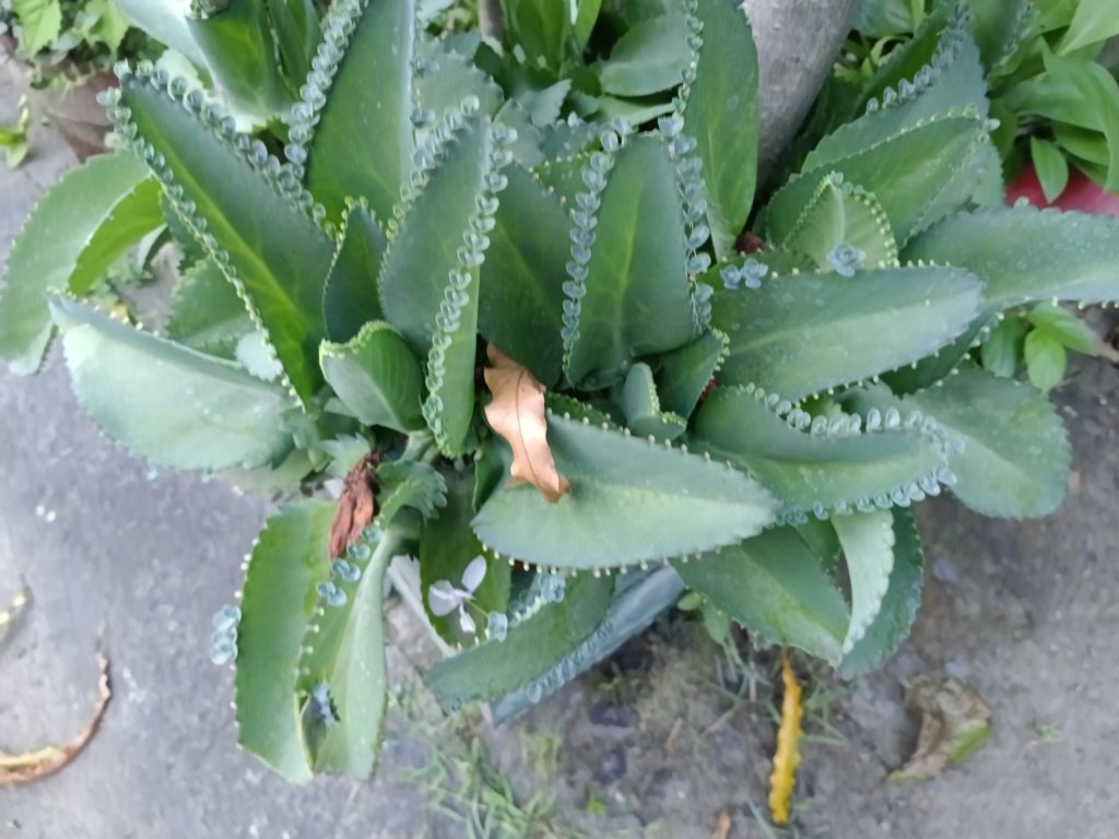Kalanchoe daigremontiana (Mother of Thousands)