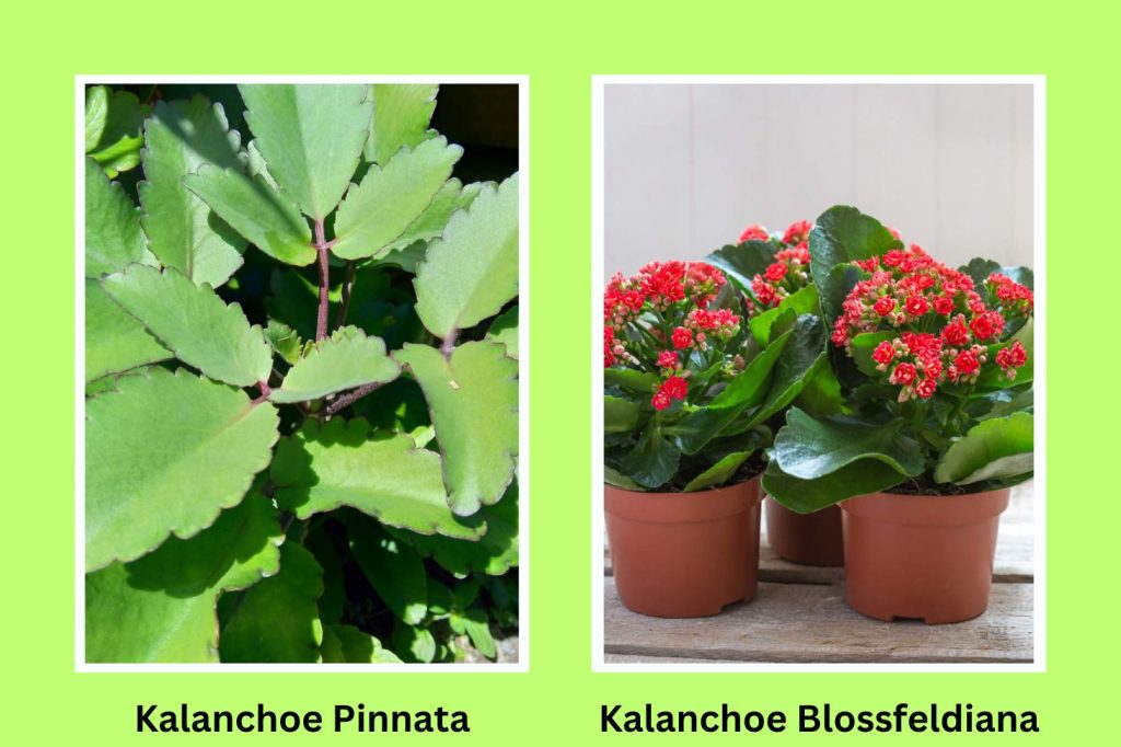 Kalanchoe pinnata and Kalanchoe blossfeldiana