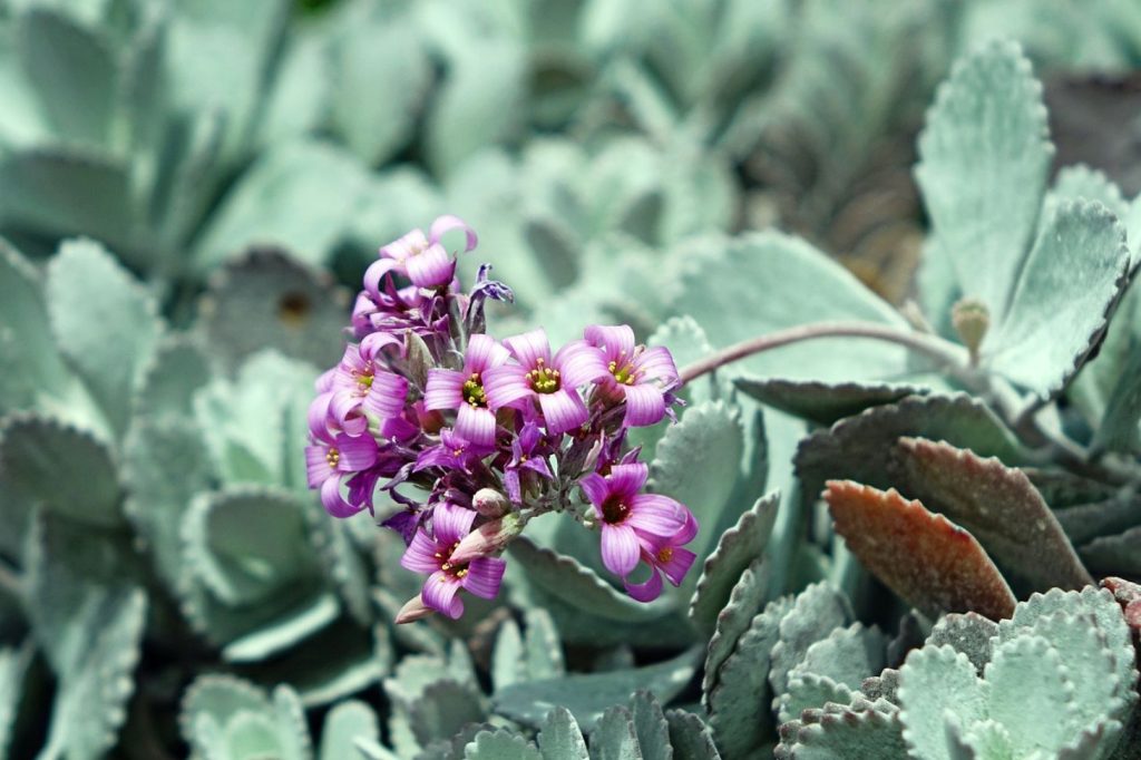 Kalanchoe pumila