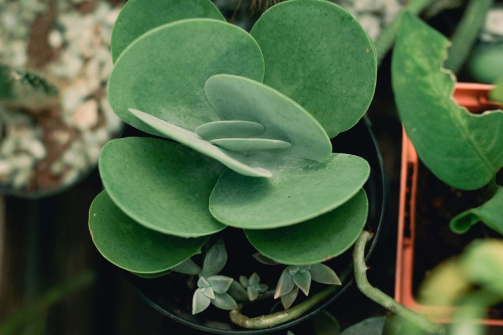 Kalanchoe thyrsiflora