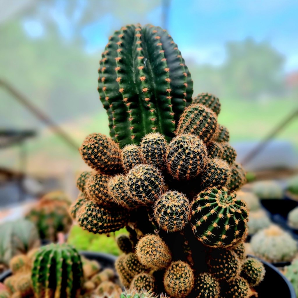 Lace hedgehog Cactus with pups