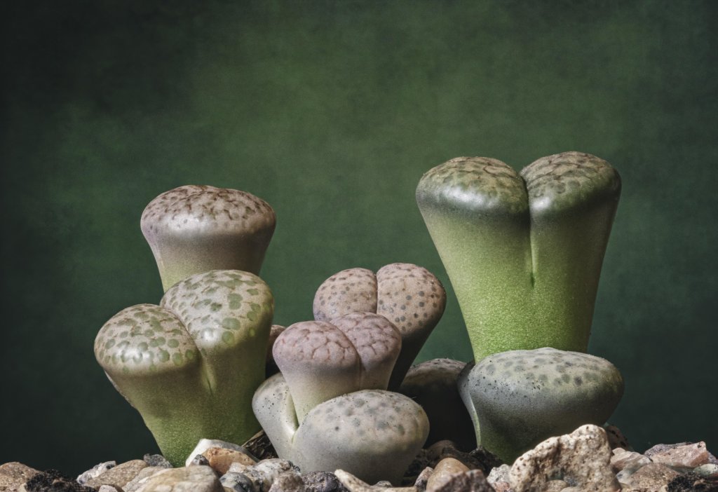 Lithops (Living Stones)