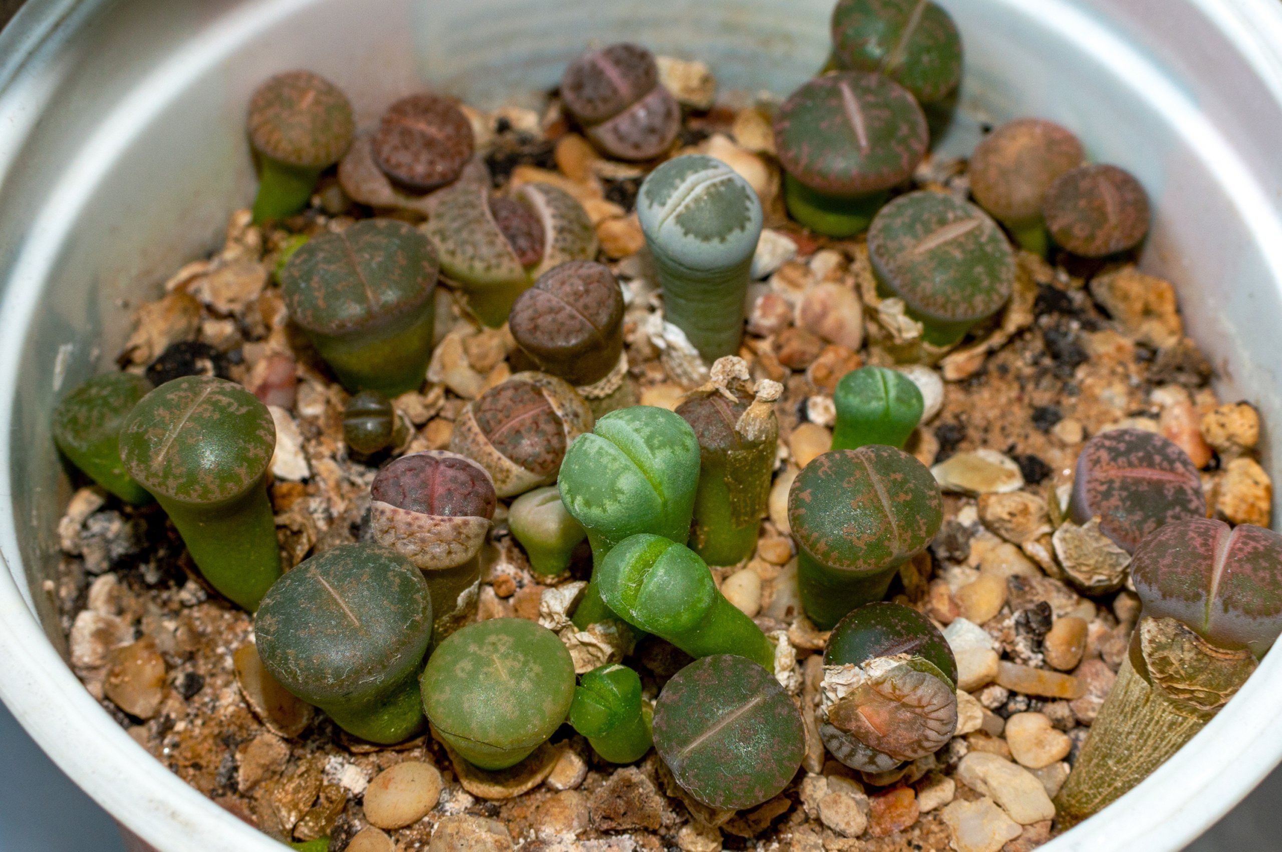 Lithops Succulent (Living Stone)