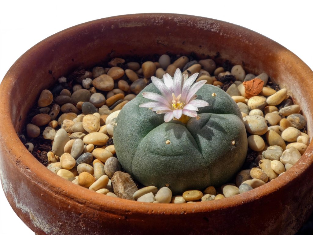 Lophophora williamsii, Peyote