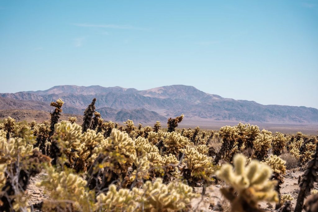 Mojave Desert