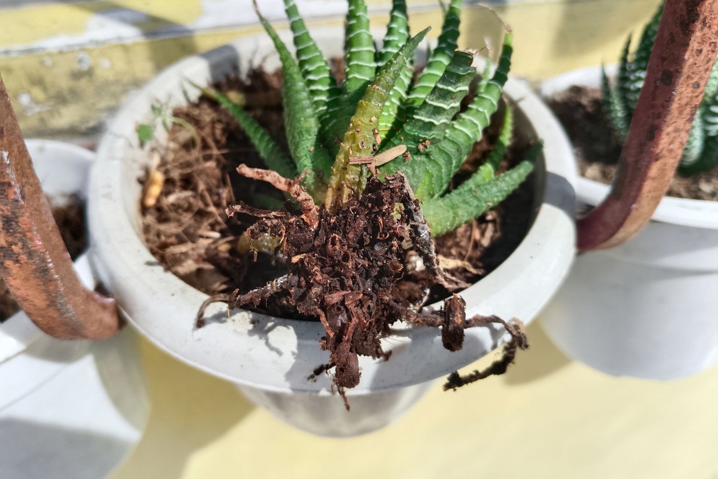 Overwatered Haworthia