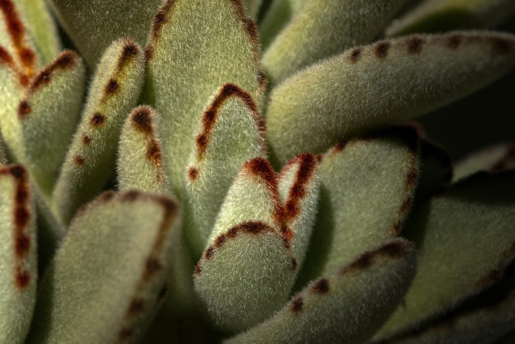 Panda Plant or Kalanchoe tomentosa