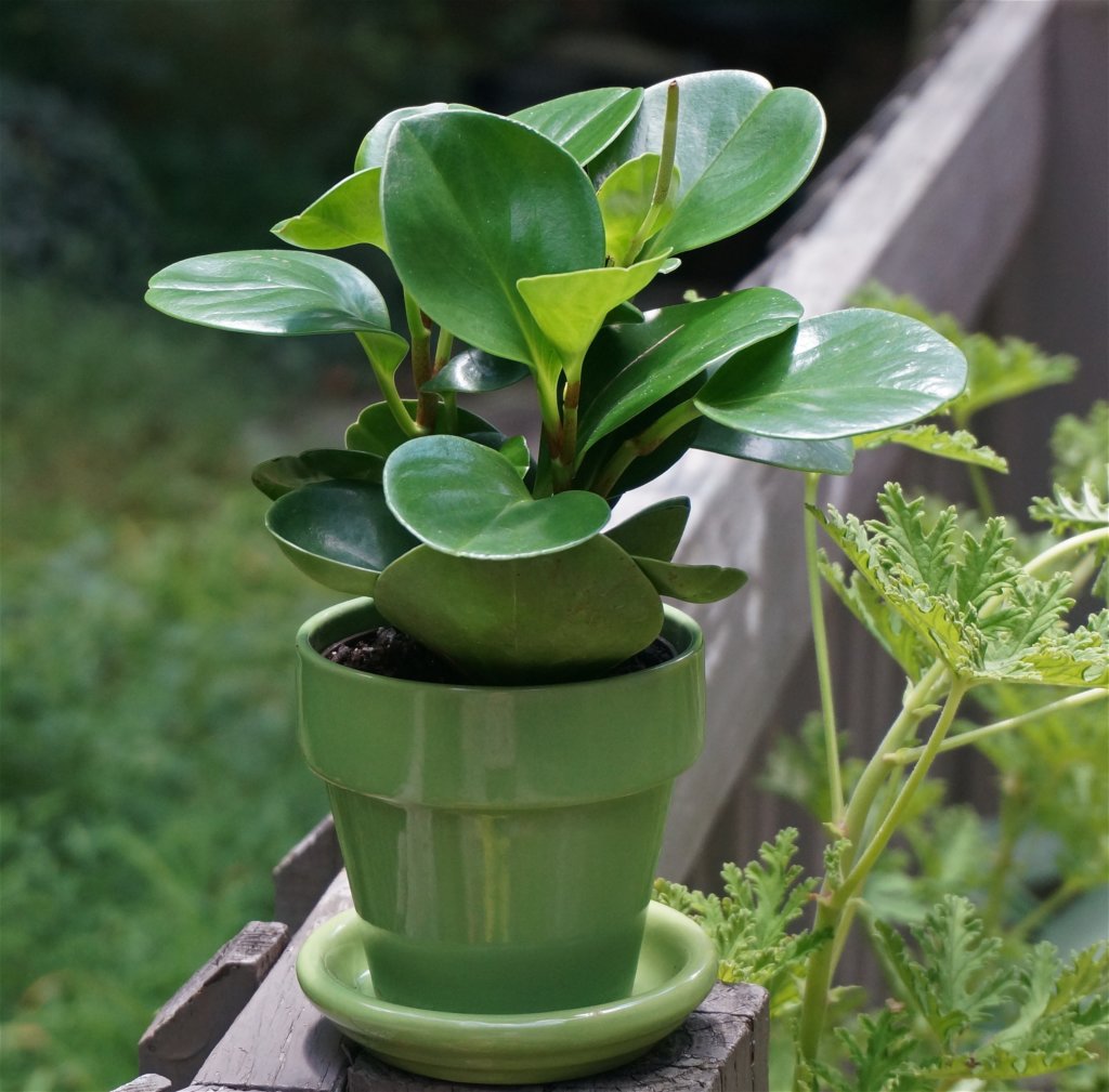 Peperomia obtusifolia