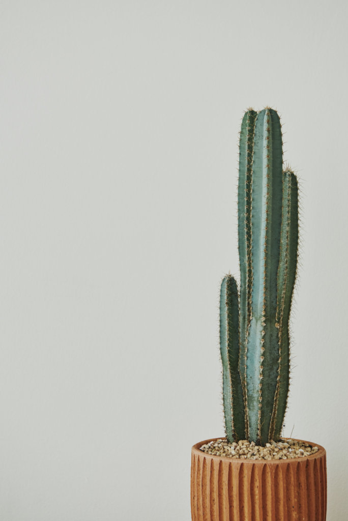Pilosocereus azureus or Blue Torch Cactus