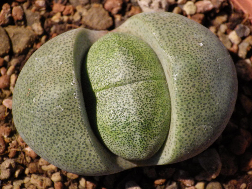 Pleiospilos (Split Rock)