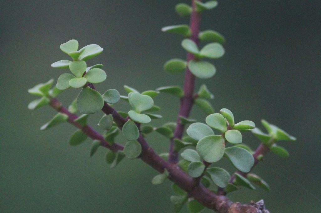 Portulacaria afra or elephant bush plant