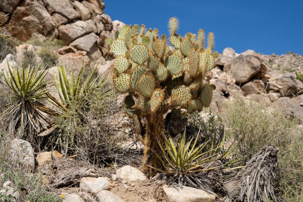 Prickly Pear Cacti in Desert