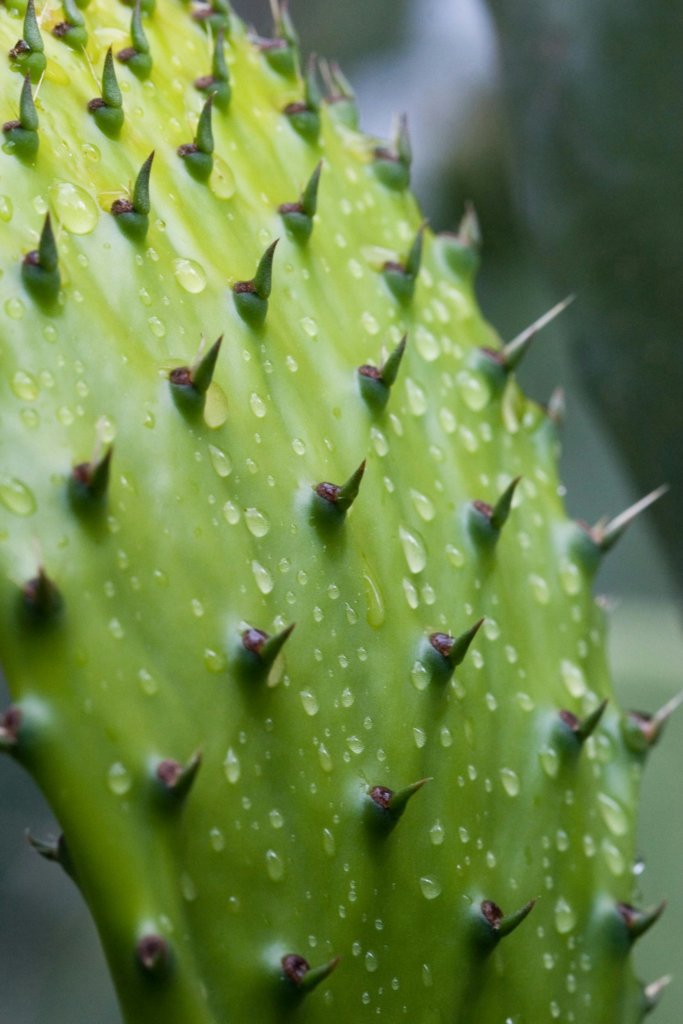 Prickly Pear Waxy Coating