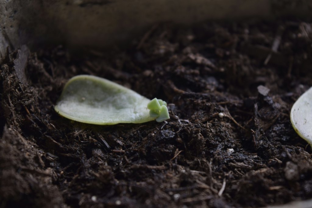 Propagating Echeveria