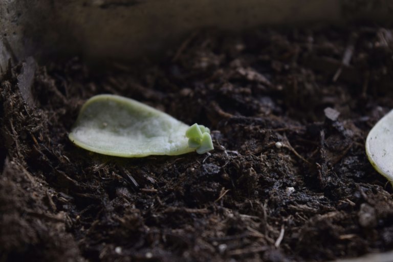Propagating Echeveria