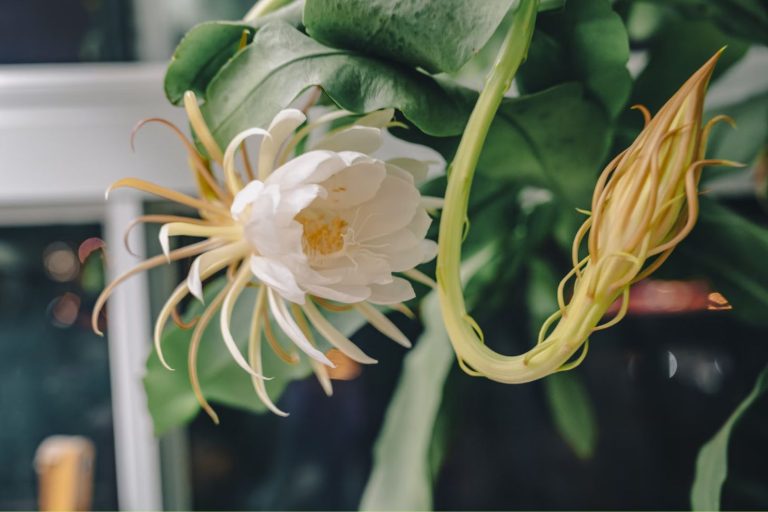 Queen of the Night Epiphyllum oxypetalum
