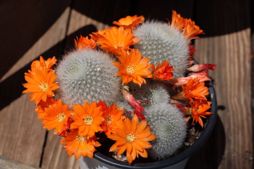 Rebutia (Orange Snow Ball)