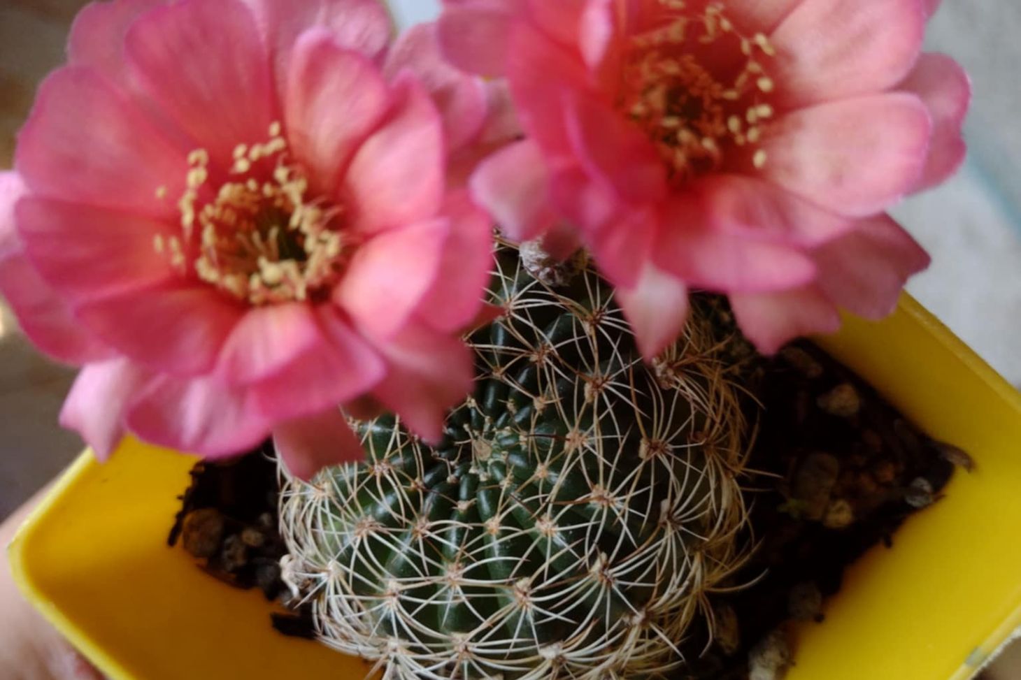 rebutia with pink flowers