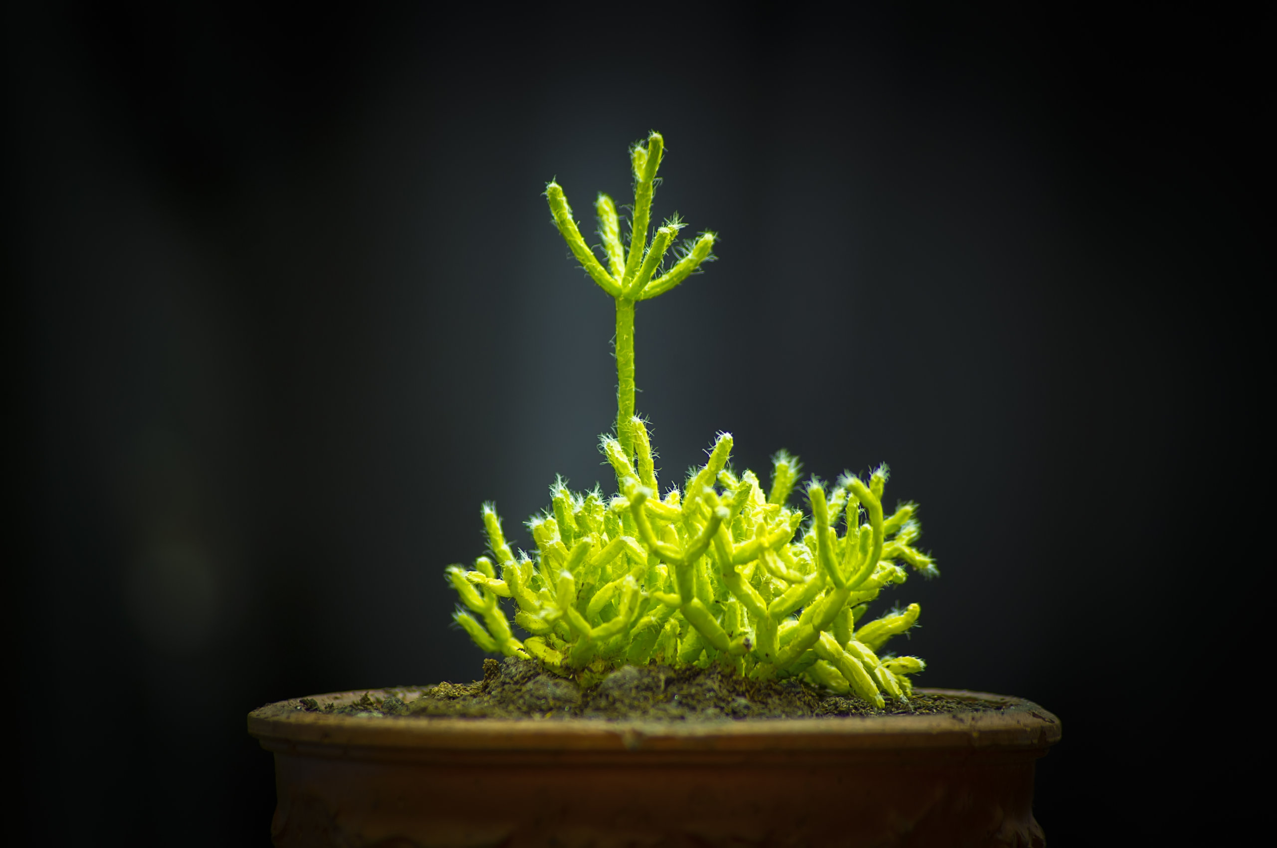 Rhipsalis pilocarpa
