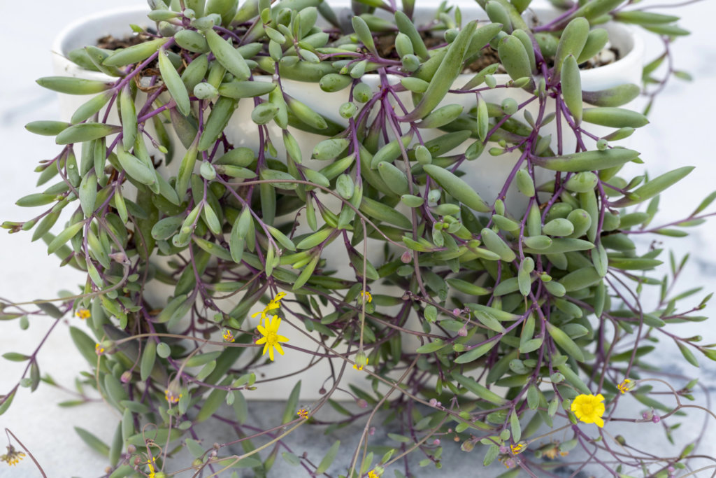 Ruby Necklace Succulent (Othonna capensis)