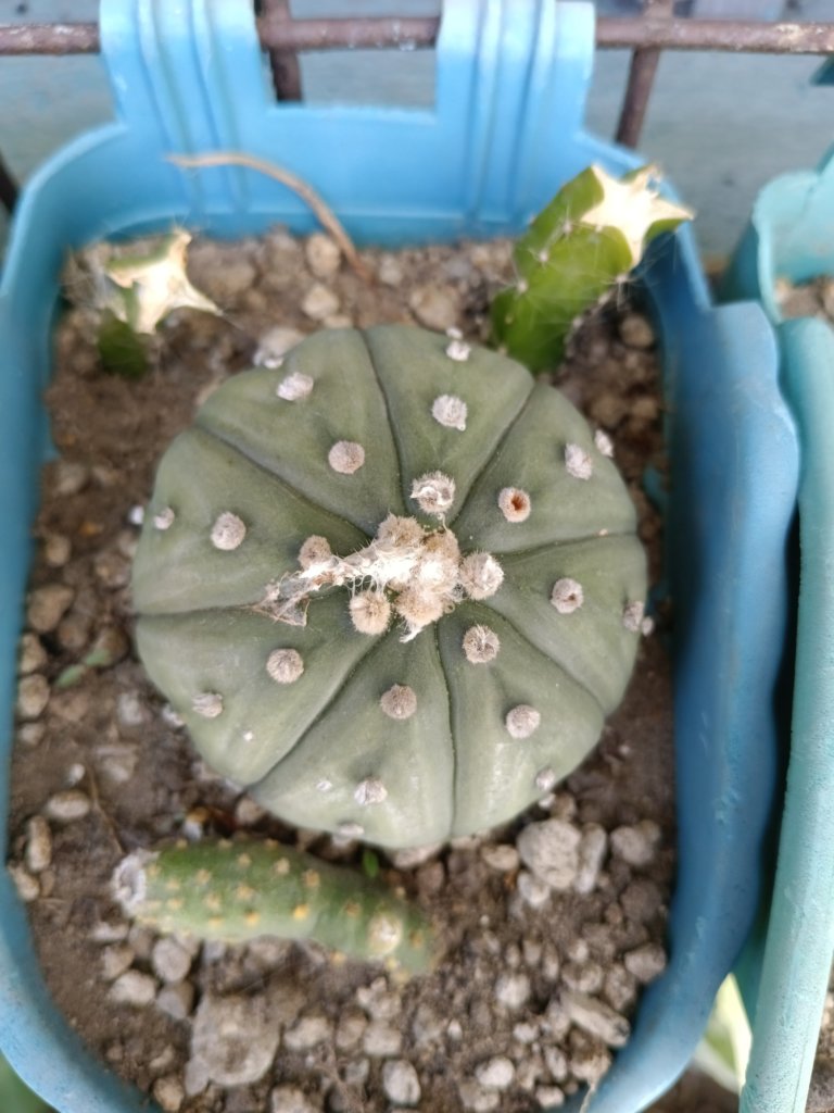 Sand Dollar Cactus (Astrophytum asterias)