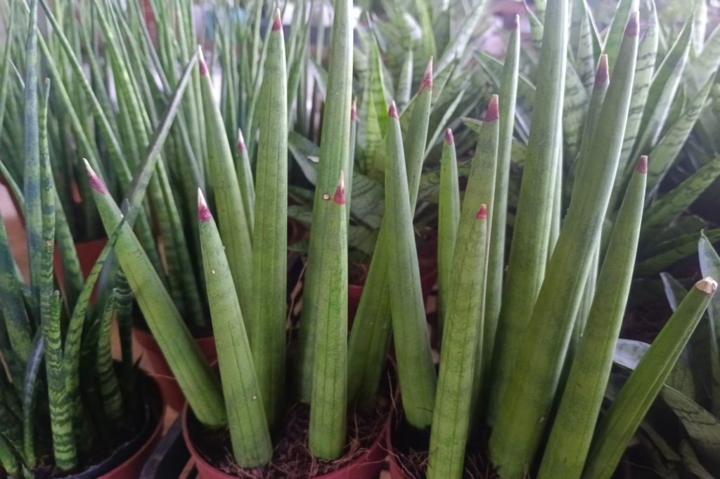 Sansevieria Cylindrica (Cylindrical Snake Plant)