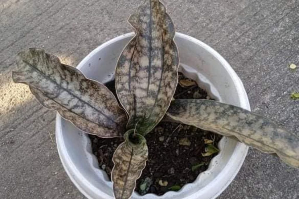 Sansevieria Kirkii