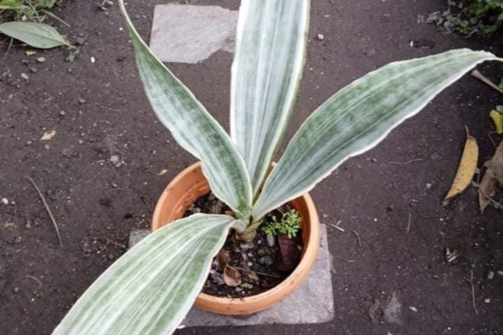 Sansevieria Trifasciata