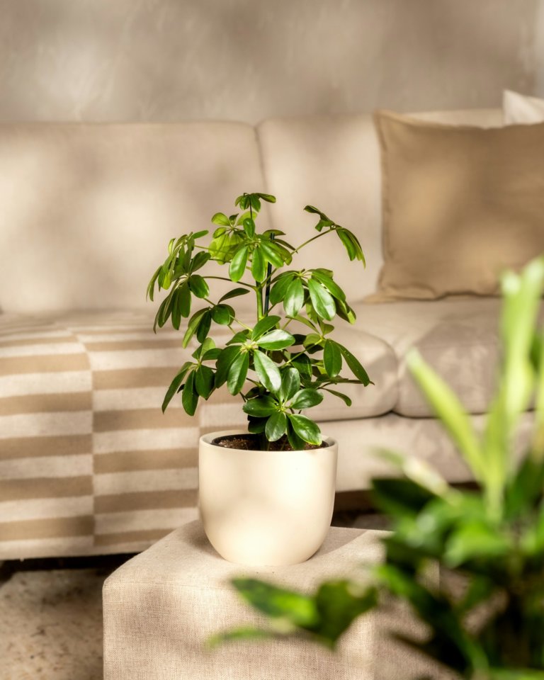Schefflera Bonsai (Hawaiian Umbrella, Dwarf Schefflera)