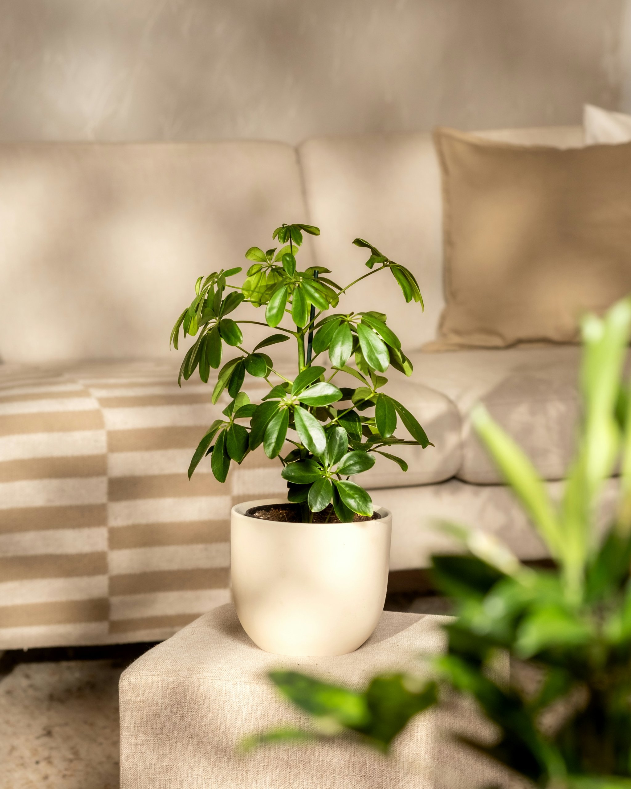 Schefflera Bonsai (Hawaiian Umbrella, Dwarf Schefflera)