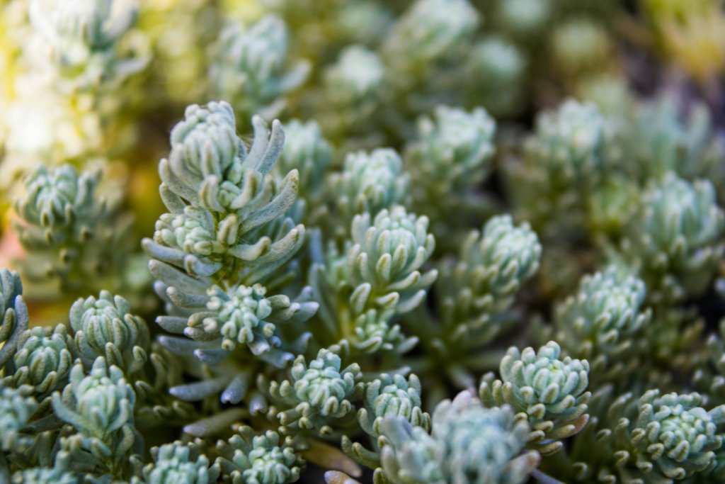 Sedum reflexum ("blue spruce sedum")