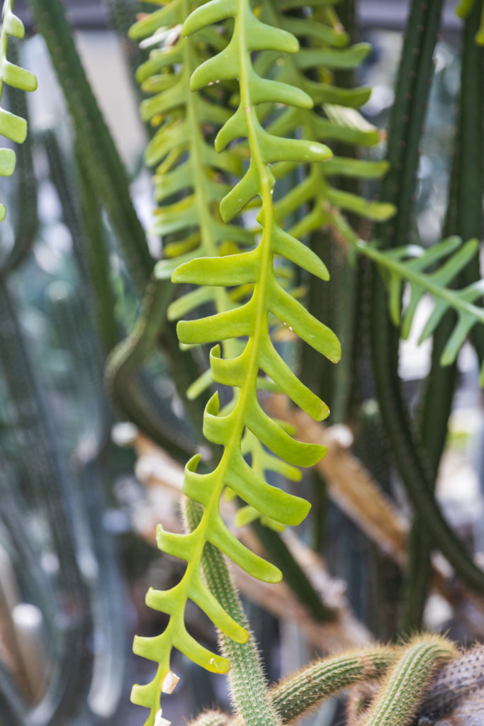 Selenicereus anthonyanus cactus