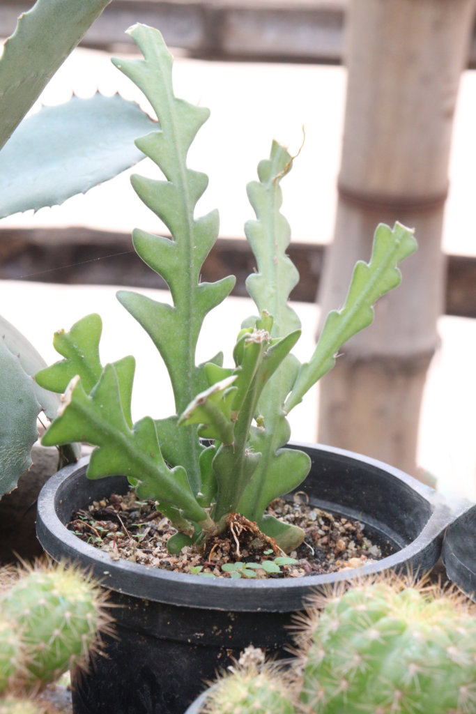 Selenicereus anthonyanus in pot