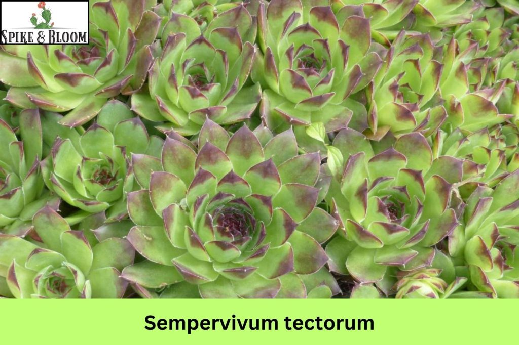 Sempervivum tectorum