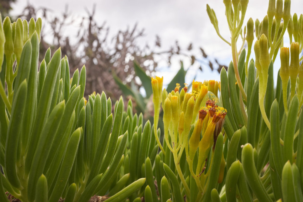 Senecio barbertonicus