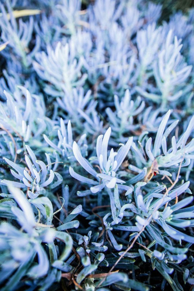 Senecio mandraliscae (blue chalksticks)