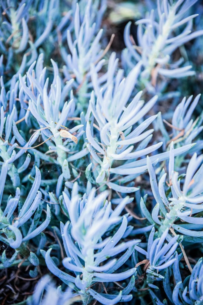 Senecio mandraliscae (blue chalksticks)