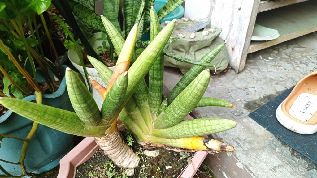 Starfish Sansevieria (Sansevieria cylindrica 'Boncel')