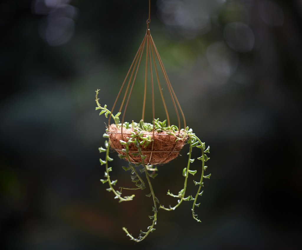 String of Bananas (Senecio radicans)